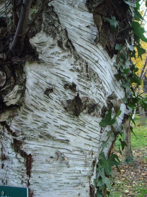 Betula pubescens ecorce